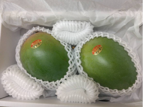 予約販売】宮古島産 キーツマンゴー（訳あり）1.5kg：沖縄県産のキーツ