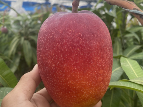 【ご家族で大満足　数量限定】沖縄完熟マンゴー　2kg（4〜6玉）