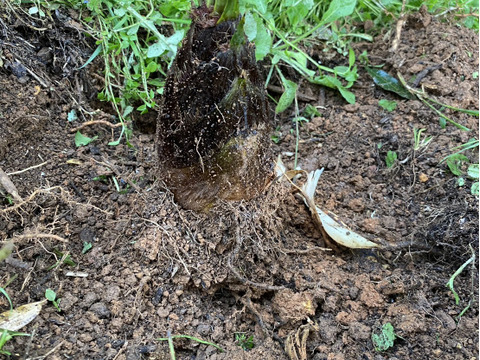 [送料500円引]筍 たけのこ3kg 糠と唐辛子・木の芽付