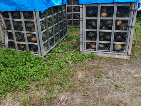 【北海道産】甘くてホクホクな南瓜　4キロ