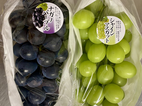 贅沢食べ比べ。緑と紫の宝石【シャインマスカット＆ナガノパープル】各1房（計1ｋｇ）（本州限定）