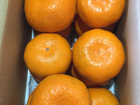 【農薬不使用こだわり栽培】懐かしい味のみかん！青島みかん3kg 今年はサイズ大きめ