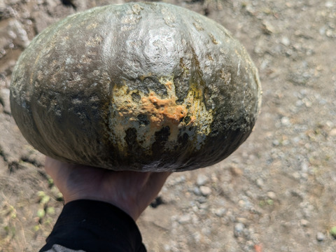 【ワケアリ】北海道産甘くてホクホクな南瓜　１０キロ