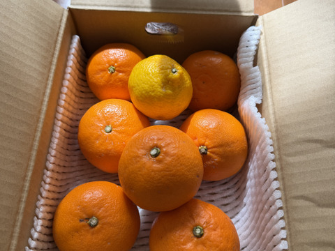 柑橘の大トロ！　せとか（ご家庭用・２㎏）