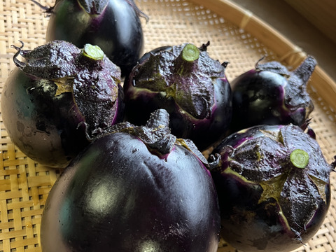 オーガニック加茂ナス・真黒茄子おまかせMIX🍆　5kg
Organic Round &Long Aubergine 【有機JAS認証取得】