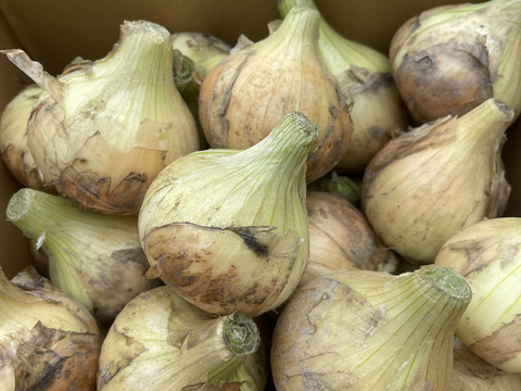 玉ねぎ 野菜 淡路島産 たまねぎ 大玉 20kg 特別栽培 業務用 減