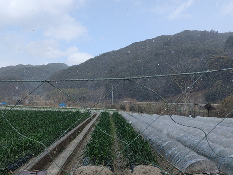 大好評，地層が違う淡路島、訳あり新玉ねぎ5キロ(風袋込み)