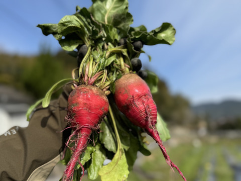 農薬不使用！『ゴルゴビーツ』2個セット