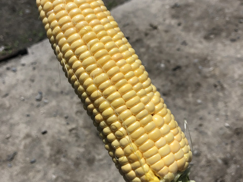 入江農園のスーパースイートコーン4kg