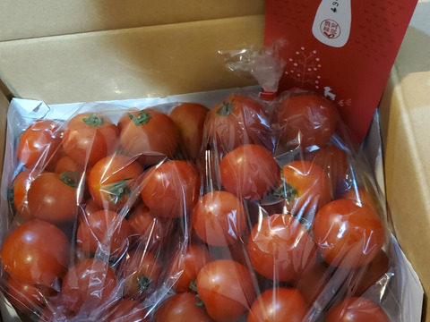 【トマトの予約】旬の夏野菜　糖度の高いフルーツトマト　フルティカ　2ｋｇ　甘いミディトマト