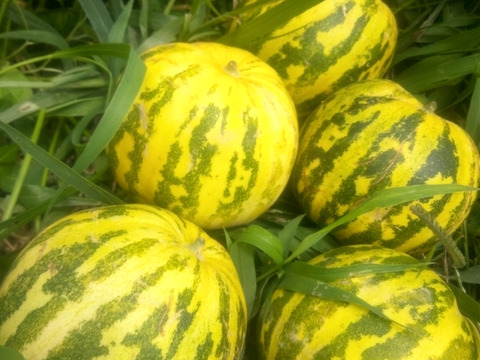 パパイヤメロン　肥料農薬不使用、自家採種