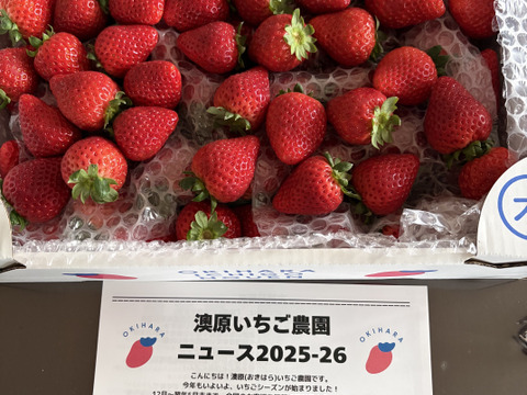☆初物☆ごろっと盛り盛りいちご（とちあいか）2000g