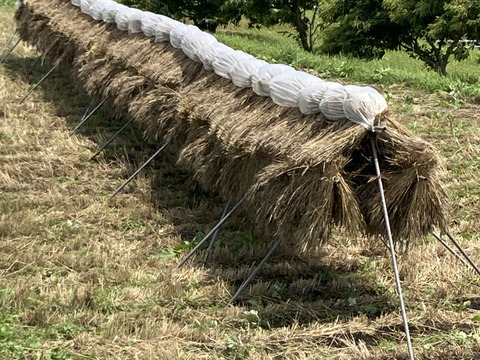 小麦で作った薄力全粒粉1kg 桜島の大自然の恵み 栽培期間中、農薬肥料不使用