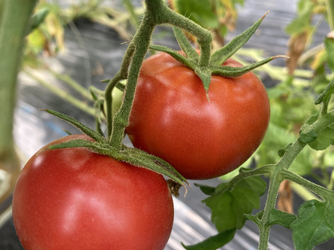 完熟フルーツ濃縮トマト！濃い味トマト 1㎏/箱程度(12～15玉/箱)