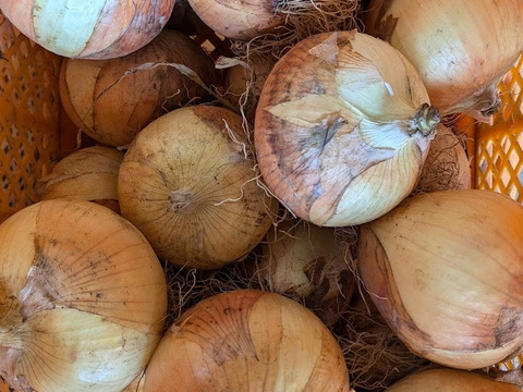 【規格外】有機JAS！玉ねぎ（箱込5kg)