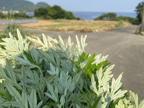 和ハーブ　新芽生よもぎ　300g