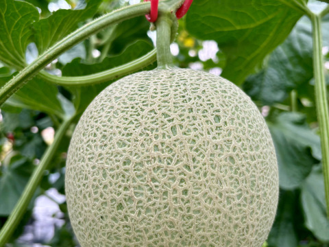 【県知事賞受賞】有馬温泉の麓産 特秀品 赤肉メロン🍈 特大5L 2玉｜土づくりと甘さにこだわった農薬節約栽培🌱 兵庫県産 レノン《7月中旬頃〜発送🚛³₃》【お中元】【夏ギフト】【特秀品】