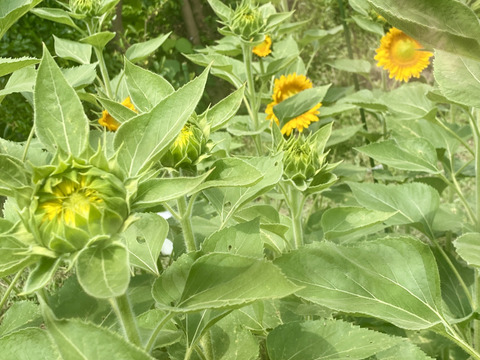 【ひまわり５本】ひまわり&ふわふわモコモコのテディベア（希少）登場！インパクトありあり！