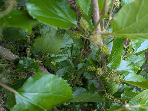 桑の葉🌿30枚🌿桑の葉 生葉🌿特有成分DNJ（1-デオキシノジリマイシン）が食事の糖質分解を抑え食後の血糖値上昇を抑える効果☆採れたてをお届け☆ゆうパック
