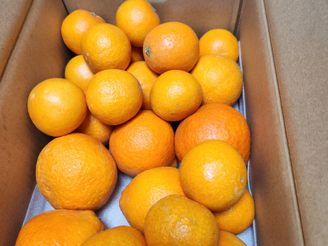 【訳ありだけど美味しさそのまま】まどんな 5kg 【ゼリーのようなプルプル食感】