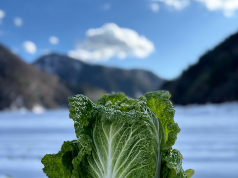 【１人１回だけの特別品】　≪雪国で育まれた水分・甘みたっぷりの白菜≫　兵庫県香美町産「雪ぶとん白菜」（２玉箱入）