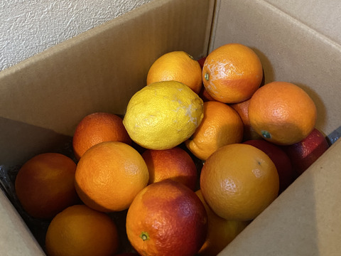 箱込約3㌔　ブラッドオレンジモロ　予約1月