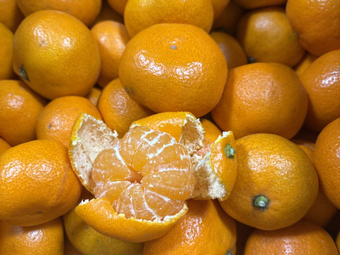 愛媛みかんの老舗厳選【小玉】『濃厚な旨みがギュッと凝縮』みかん 5.5kg 愛媛県川上産