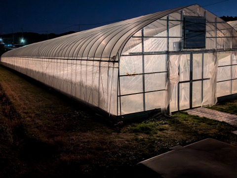 三重県産いちご章姫　約250g×4p