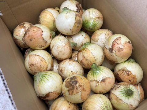 【京都・山城】ねぎの栽培技術を活かした新玉ねぎ『山たまちゃん』♪　4.5kg（Sサイズ）