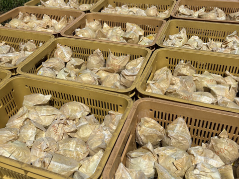 二十世紀梨　5キロ