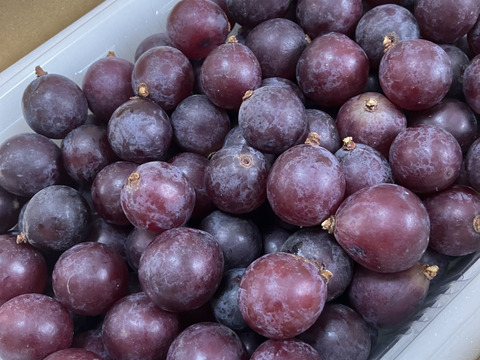 🍃🍇ジャム•ジュース加工用巨峰粒✤訳アリ巨峰粒パック🍇🍃【2025ご家庭用🉐大パック約1,500㌘】雹傷＆猛暑被害訳アリ/内容変更/再々追加販売中