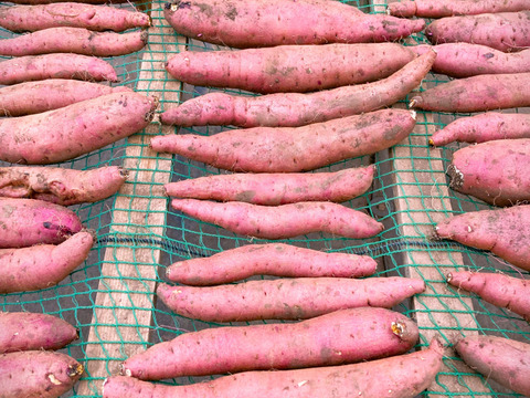 【訳あり・期間限定・お買い得】紅はるか　干し芋　平干し　B級品（100g×5袋）