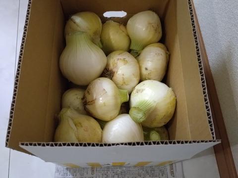 この時期にしか食べられない♪淡路島新玉ねぎ「とろ甘・早生種」５kg