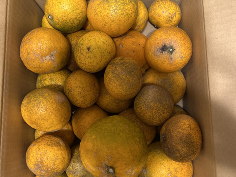 まる美の果汁たっぷり完熟清見オレンジ5kg以上【訳ありジュース用】