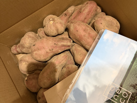 ＜訳あり・規格外＞taneco 熟成 種子島安納いも（生いも） 【Mサイズ以上・５kg】