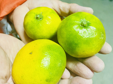 数量限定！2025年の初物みかん！
西果樹園の【極早生みかん１０kg】