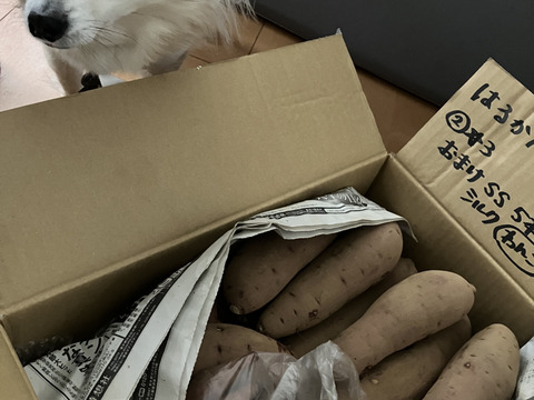 極甘❣️さつまいもねっとり系代表【紅はるか】4.8kg M〜2L