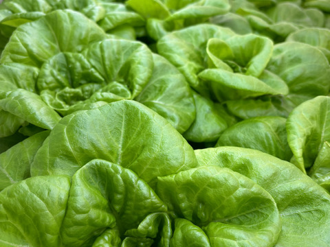 12/2～12/6発送予定】福を先取り！ふわふわレタス 9袋 週に10セットの