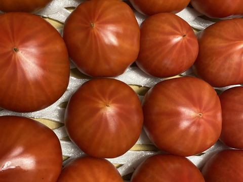 【完熟】あいちの伝統野菜『ファーストトマト』大箱3kg