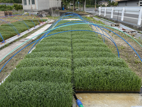 れんげ緑肥栽培 朝日米 玄米20㎏『総重量梱包材込』