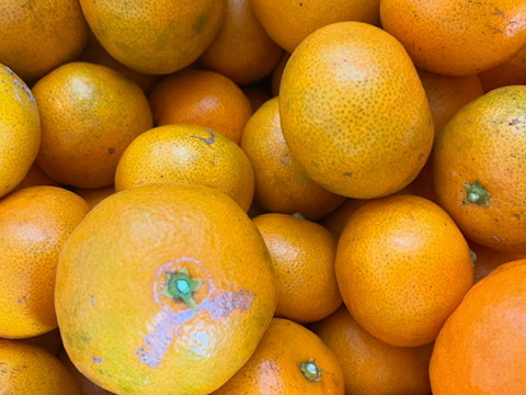 【静岡県産 訳あり品】隠れた名品！今が旬！豊かな甘みとほどよい酸味！細江町の早生みかん（興津）8kg