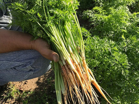 人参菜　５００ｇ