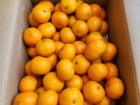 【家庭用】愛媛みかん 5.5kg(小玉サイズ) ひとくちで恋する♡濃い味みかん♪【冬ギフト】