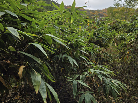 ★自然栽培　根曲がり竹　ネマガリダケ　姫竹　1キロ　冷蔵専用箱発送