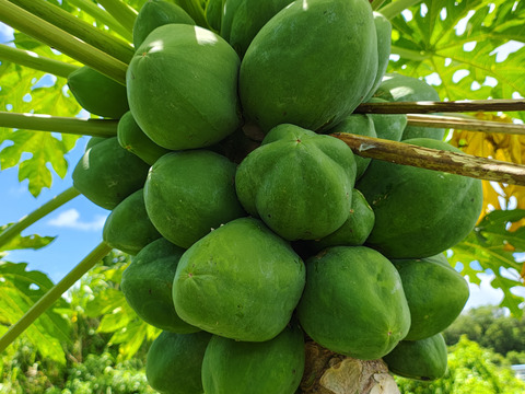 青パパイヤ10kg パンさんご注文パパイヤ 沖縄県産 青パパイヤ 10kg｜新鮮・健康野菜 - メルカリ
