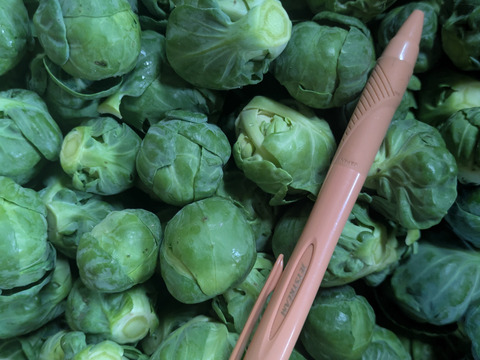 ともちゃんの芽キャベツ　２Kg