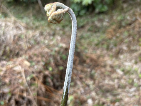 里山の天然わらび(１キロ)