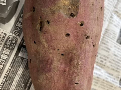 色々楽しいさつまいも4種セット2〜2.5kg程度