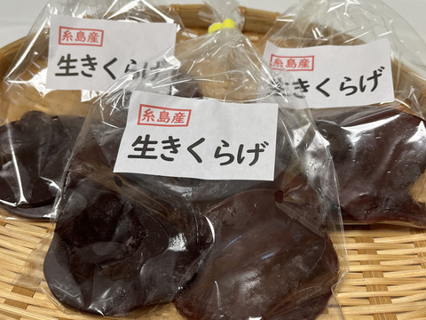福岡県糸島産生きくらげ約70g×5個(約350g)