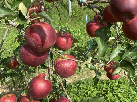 信州産　秋映(りんご) 約5kg